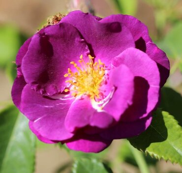 Rose Rhapsody In Blue 3 Litre - image 2