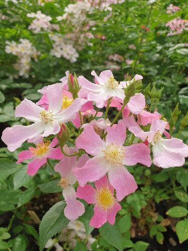 Rose Rosy Boom Dynamic Hip Hop 6 Litre - image 1