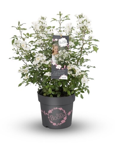 Rose Rosy Boom Esprit De Amore 6 Litre - image 1