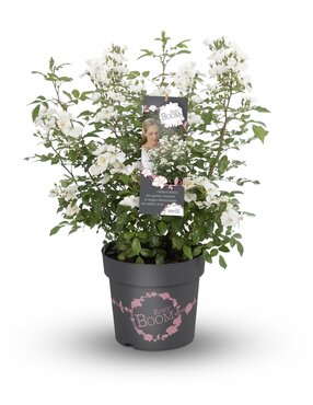 Rose Rosy Boom Esprit De Amore 6 Litre - image 1