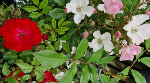 Rose Rosy Boom in Variety 6 Litre - image 1