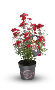 Rose Rosy Boom La Belle Rouge 6 Litre - image 2