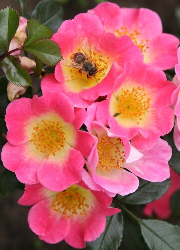 Rose Rosy Boom Ohara 6 Litre - image 1