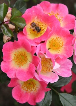 Rose Rosy Boom Ohara 6 Litre - image 1