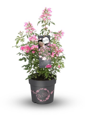 Rose Rosy Boom Rosa Abellio 6 Litre - image 1