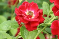 Rose Ruby Rambler 3 Litre