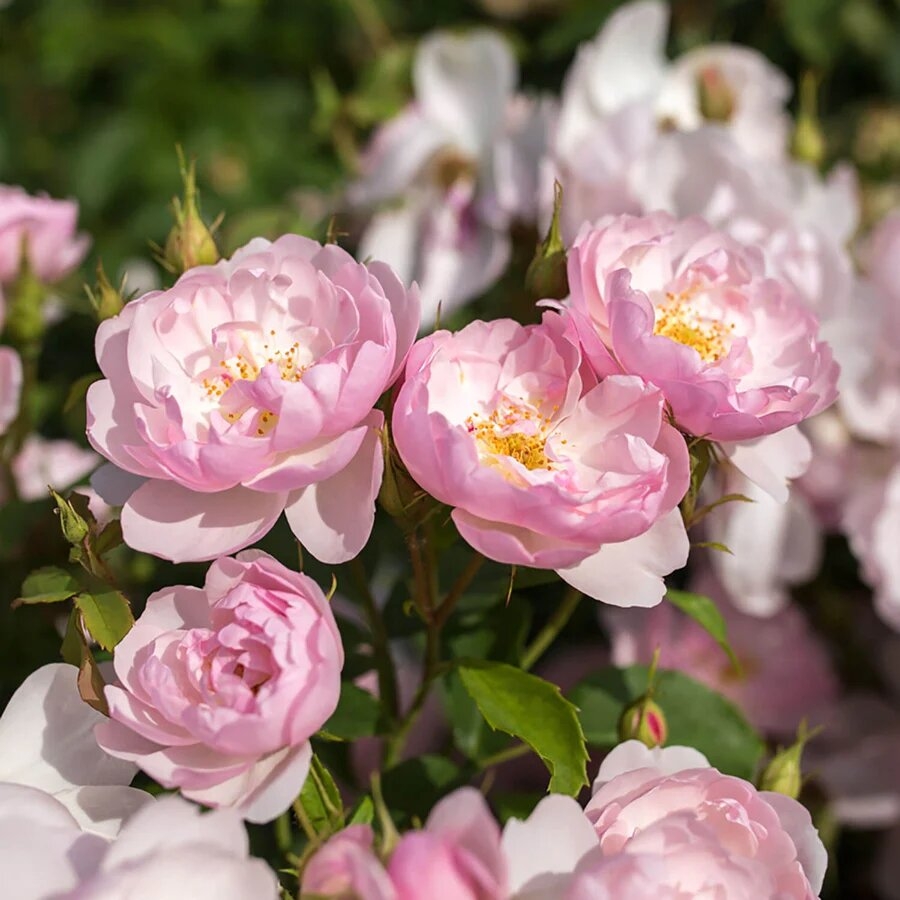 Scarborough Fair Shrub Rose 6 Litre - Stewarts Garden Centre