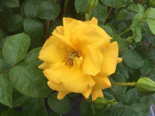 Rose Scented Golden Skies 3 Litre