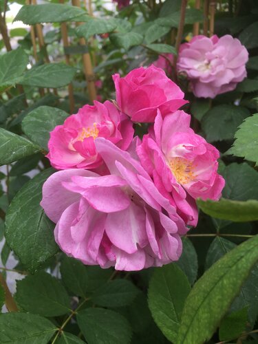 Rose Scented Lilac Bouquet 3 Litre
