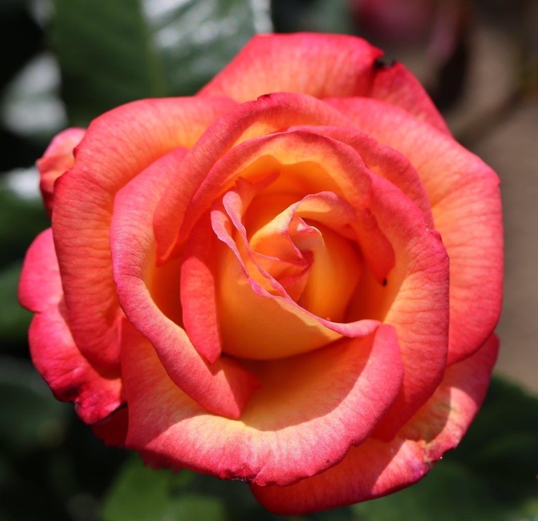 Rose Sheila's Perfume 3 Litre - Stewarts Garden Centre