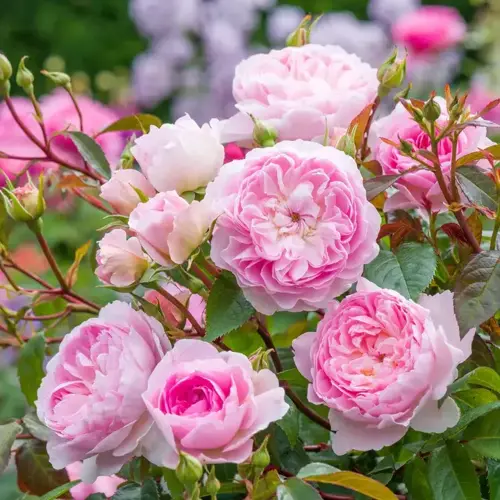 Rose Silas Marner 6 Litre - image 1