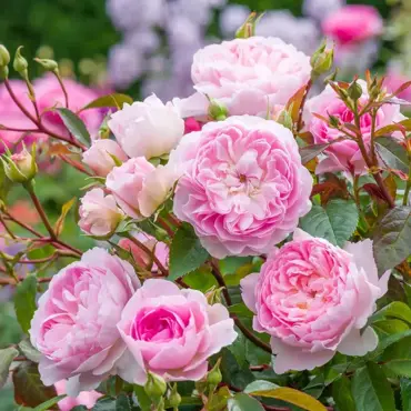 Rose Silas Marner 6 Litre - image 2