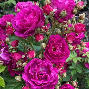 Rose Siluetta Purple 4 Litre