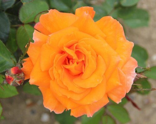 Rose Sparkle 3 Litre - image 1