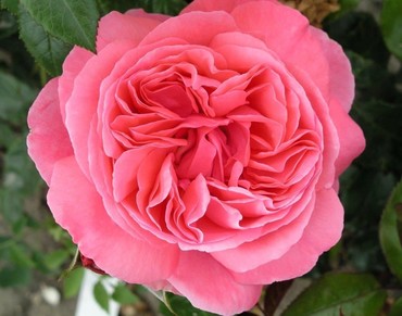 Rose Special Anniversary 3 litre
