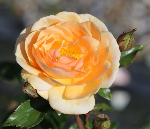 Rose Sweet Honey 3 Litre - image 1