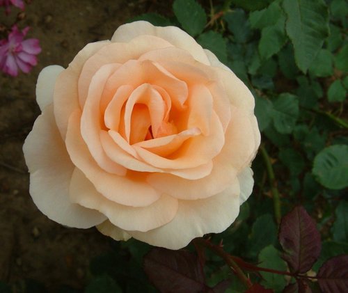 Rose The Churchill Rose 4 Litre