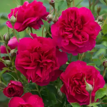 Rose Thomas A' Becket 6 Litre - image 1