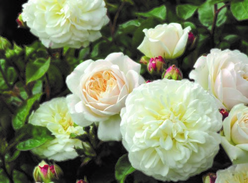 Rose Tranquillity 6 Litre - image 1