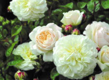Rose Tranquillity 6 Litre - image 1