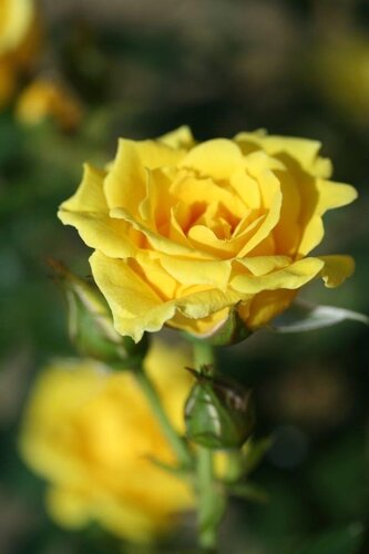 Rose Yellow Patio 3 Litre - image 1