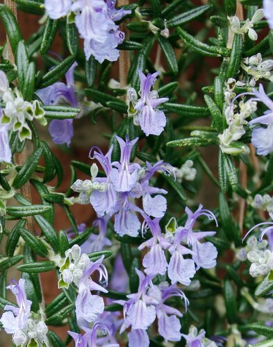 Rosemary Blue Cascade 2.3 Litre - image 1