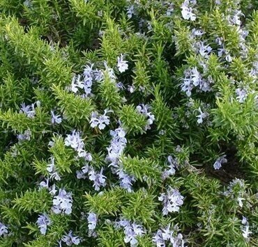 Rosemary Green Ginger 3 Litre