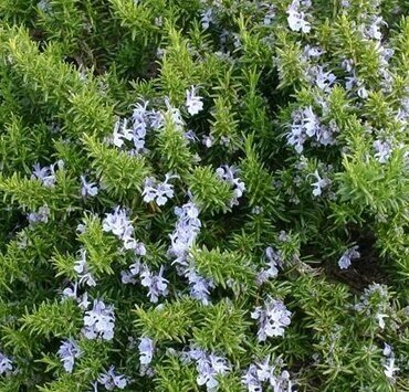 Rosemary Green Ginger 3 Litre