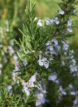 Rosemary Miss Jessop's Patio Pot 7 Litre - image 2