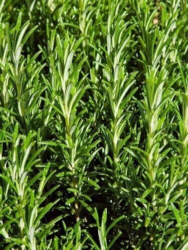 Rosemary Officinalis 18cm
