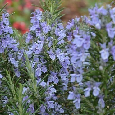 Rosemary Officinalis Prostratus 10 Litre - image 1