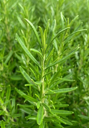 Rosmarinus Officinalis 3 litre - image 1
