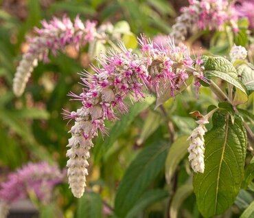 Rostrinucula Dependens 3 Litre - image 2