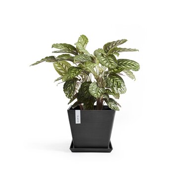 Rotterdam Black EcoPot (50cm) - image 2