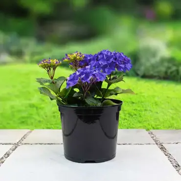 Round Container Pots 10L 2Pk UK - image 2