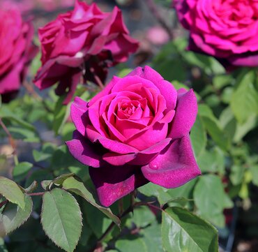 Royal Parfuma Cottage Garden Rose 5.5 Litre