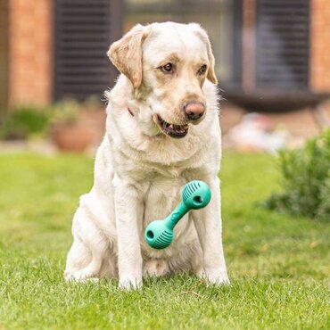 Rubber Dental Dumbbell - image 1