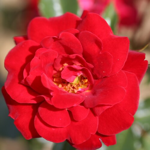 Ruby Anniversary Bush Rose 3 Litre - image 1