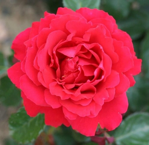 Rose Ruby Anniversary 4.5 litre