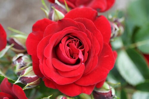 Ruby Romance Patio Rose 3 Litre - image 1
