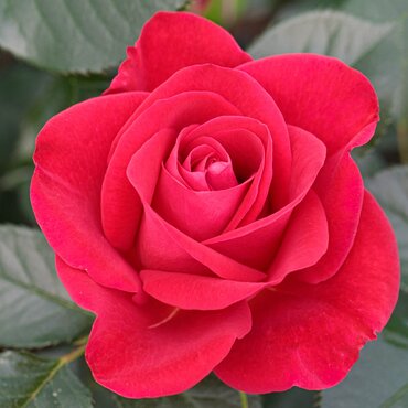 Rose Ruby Wedding Day Gift 4.5 Litre