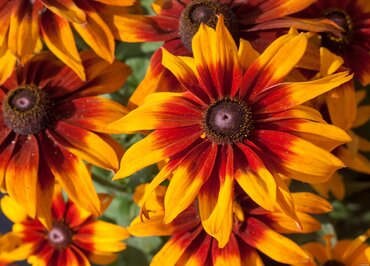 Rudbeckia Cheerful SmileyZ 3 Litre