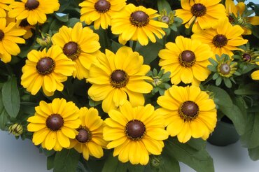 Rudbeckia Enchanted Glow 3 Litre