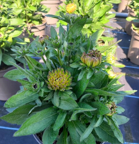 Rudbeckia Enchanted Nightfall 3 Litre