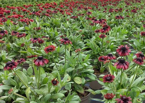 Rudbeckia Enchanted Velvet Flame 3 Litre