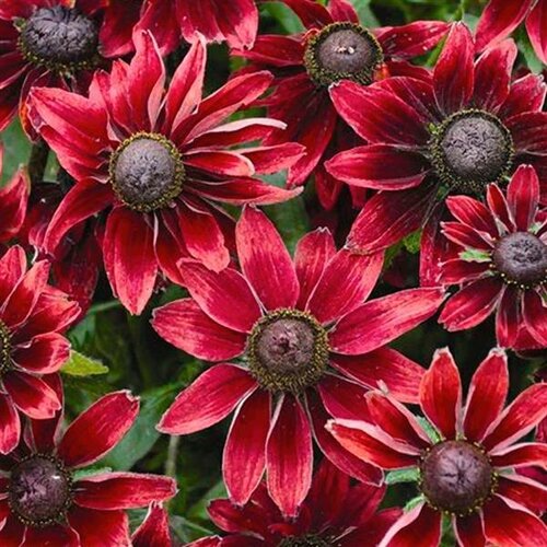 Rudbeckia Enchanted Velvet Flame 3 Litre