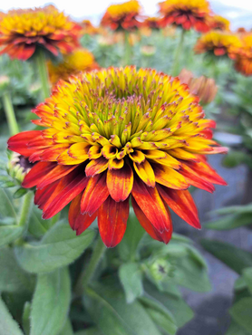 Rudbeckia Fireball 5 Litre