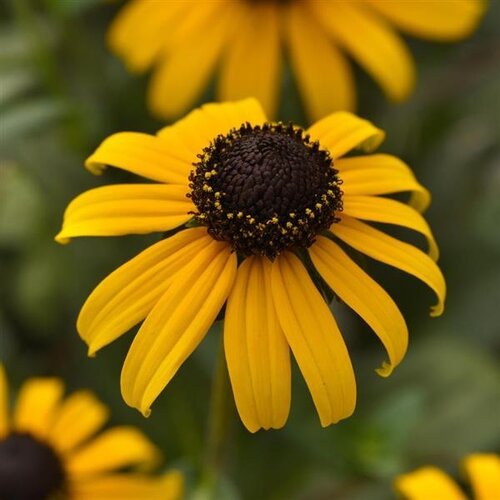 Rudbeckia GoldBlitz 3 Litre