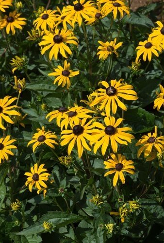 Rudbeckia Goldsturm 2 Litre