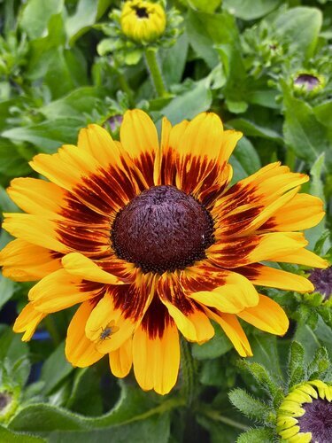 Rudbeckia Kissing SmileyZ 3 Litre